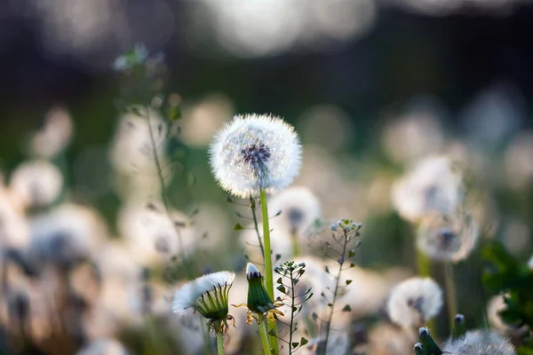 Denti Leone Soffici Bianchi Magico Sfondo Naturale Primaverile Messa Fuoco — Foto Stock