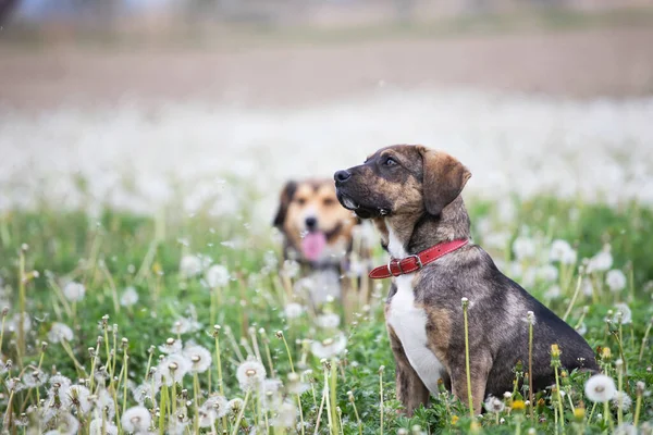 Deux Chiens Mignons Heureux Amusent Sur Champ Pissenlit Moelleux — Photo