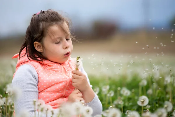 Γλυκό Κοριτσάκι Που Φυσάει Πικραλίδα Κάθεται Ανάμεσα Πικραλίδες — Φωτογραφία Αρχείου