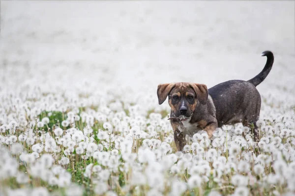 可爱的小狗在长满绒毛蒲公英的草地上玩乐 — 图库照片
