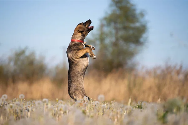 Mignon Petit Chien Posant Sur Prairie Pleine Pissenlits Moelleux — Photo