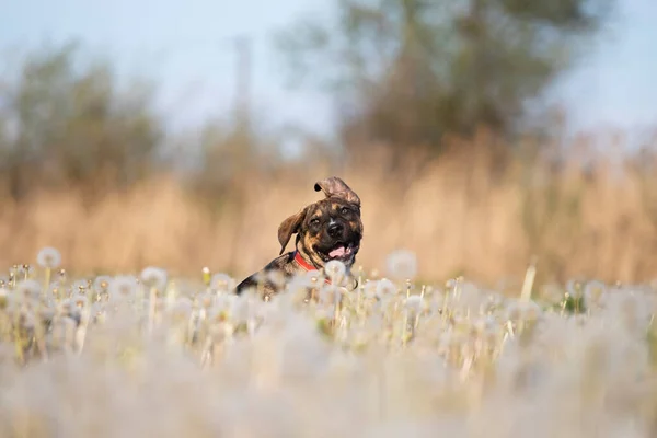 Mignon Petit Chien Posant Sur Prairie Pleine Pissenlits Moelleux — Photo