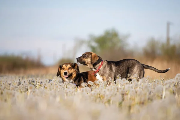 Deux Chiens Mignons Heureux Amusent Sur Champ Pissenlit Moelleux — Photo