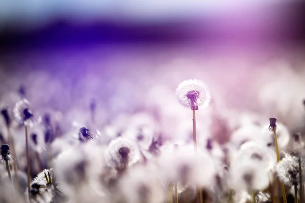 White Fluffy Dandelions Natural Spring Background Selective Focus — Stock Photo, Image