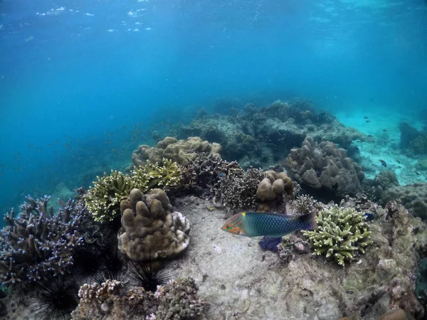 サンゴ礁と熱帯魚軍曹と水中の風景 — ストック写真