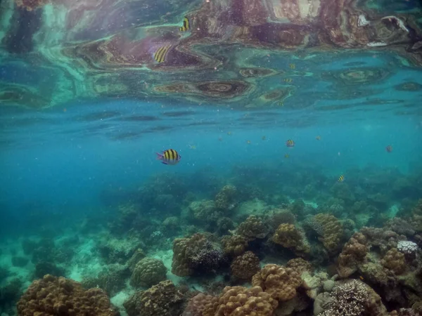 Paisagem Subaquática Com Recifes Coral Peixes Sargento Tropicais — Fotografia de Stock