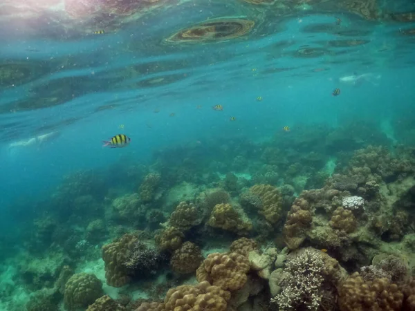 Подводный Пейзаж Коралловым Рифом Тропическими Сержантскими Рыбами — стоковое фото