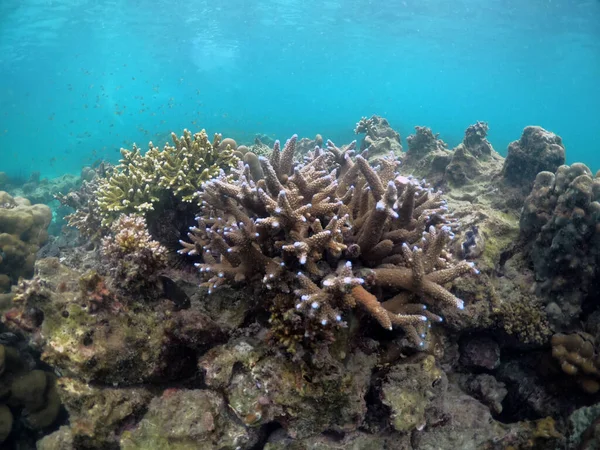 Підводний Пейзаж Кораловим Рифом Тропічною Сержантською Рибою — стокове фото