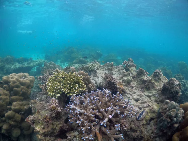 サンゴ礁と熱帯魚軍曹と水中の風景 — ストック写真