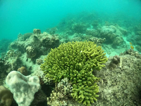サンゴ礁と熱帯魚軍曹と水中の風景 — ストック写真