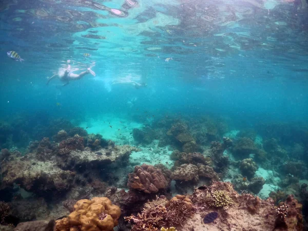 サンゴ礁と熱帯魚軍曹と水中の風景 — ストック写真