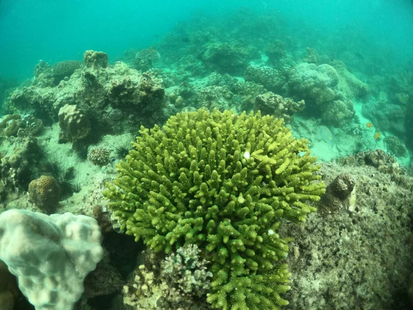 サンゴ礁と熱帯魚軍曹と水中の風景 — ストック写真