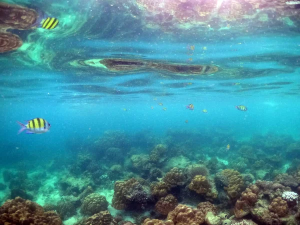 サンゴ礁と熱帯魚軍曹と水中の風景 — ストック写真