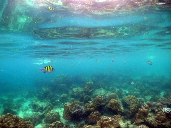 Підводний Пейзаж Кораловим Рифом Тропічною Сержантською Рибою — стокове фото