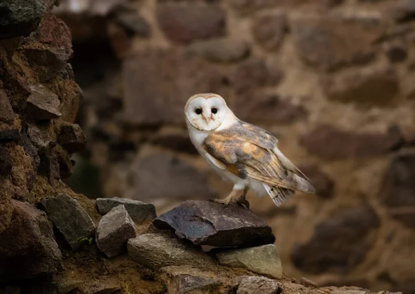 Eine schöne Schleiereule aus nächster Nähe. — Stockfoto