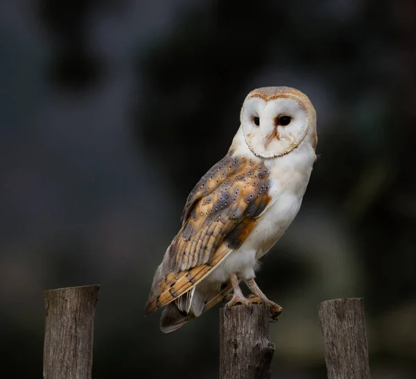 Un bellissimo barbagianni, primo piano . — Foto Stock