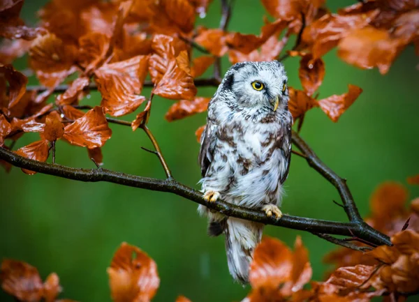 Coruja boreal na larício laranja árvore de outono . — Fotografia de Stock