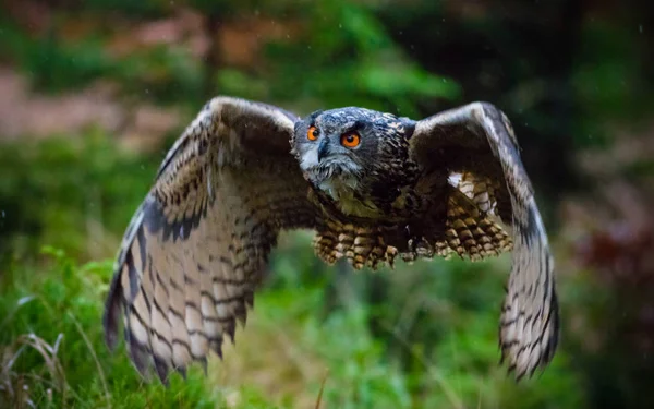 Búho águila se abalanza en la caza baja . — Foto de Stock