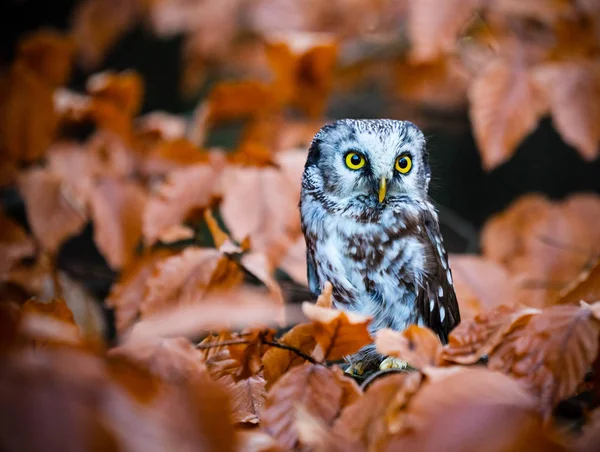 Boreal owl in the orange larch autumn tree. — Stock Photo, Image