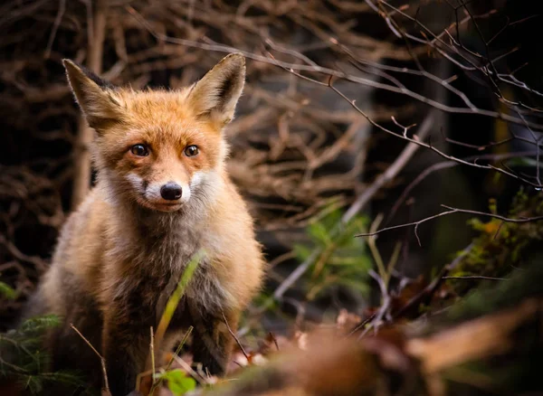 Red Fox - Vulpes vulpes, close-up. — Stock Photo, Image