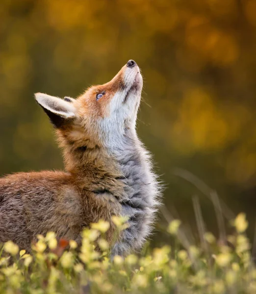 Red Fox - Vulpes vulpes, close-up. — Stock Photo, Image
