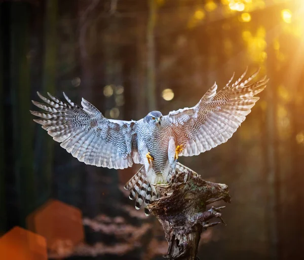 Un macho Goshawk (Accipiter gentilis) aterrizando en el tocón en el bosque durante la puesta del sol . — Foto de Stock