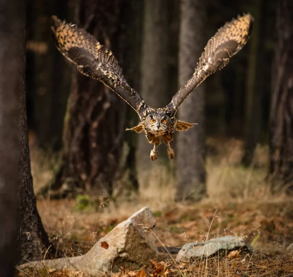 Búho águila se abalanza en la caza baja . — Foto de Stock