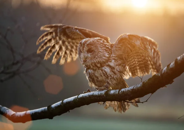 Tawny Coruja está sentado no ramo de bétula . — Fotografia de Stock