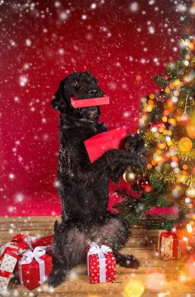 Cão preto em santa roupa . — Fotografia de Stock