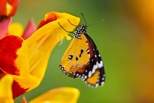 Düz kaplan Butterfly(Danaus chrysippus). — Stok fotoğraf