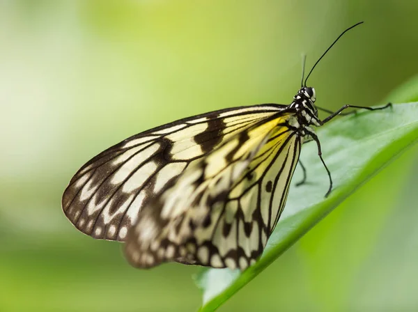 紙凧や大きな木のニンフの蝶. — ストック写真
