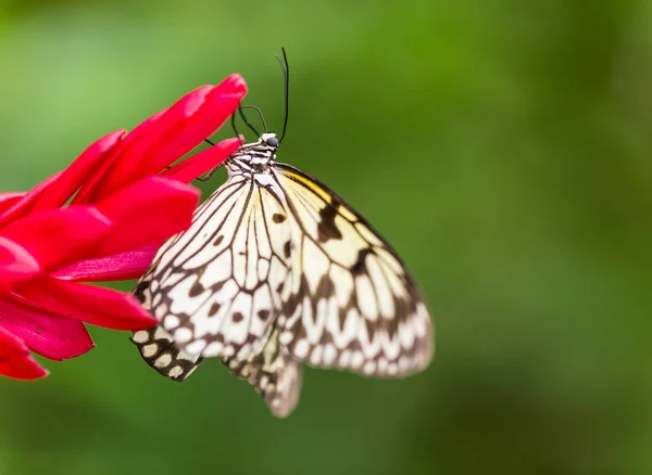 Papel cometa o gran árbol ninfa mariposa . — Foto de Stock