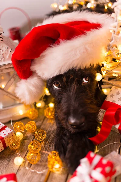 サンタの衣装で黒犬. — ストック写真