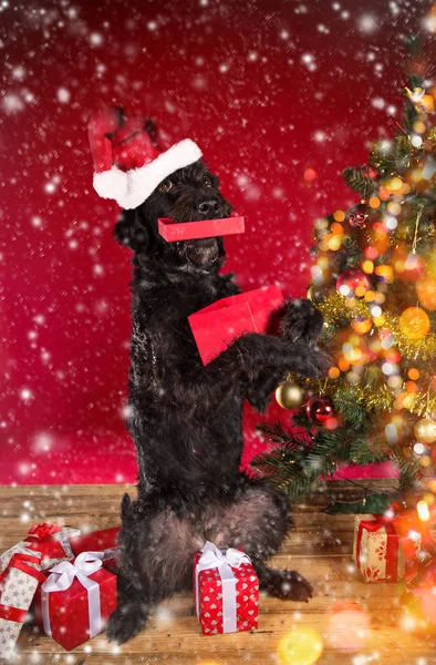 身穿圣诞老人服装的小黑狗. — 图库照片