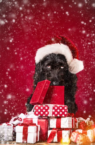 Black dog in santa outfit. — Stock Photo, Image