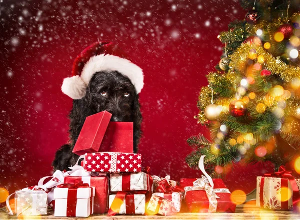 Cão preto em santa roupa . — Fotografia de Stock