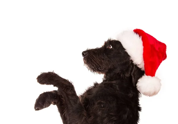 Cão preto em santa roupa . — Fotografia de Stock