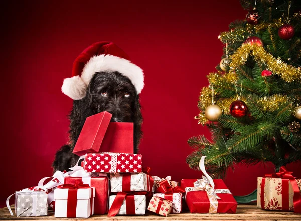 Cão preto em santa roupa . — Fotografia de Stock