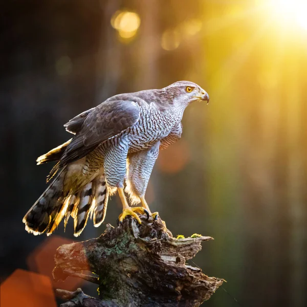 Çakır kuşu ağaç kütüğü üzerinde oturuyor. — Stok fotoğraf