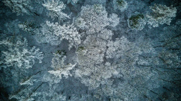 Sněžný zimní les s pohledem z ptačí perspektivy — Stock fotografie