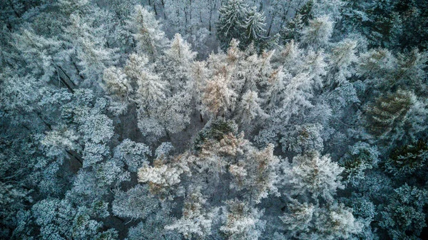 Sněžný zimní les s pohledem z ptačí perspektivy — Stock fotografie
