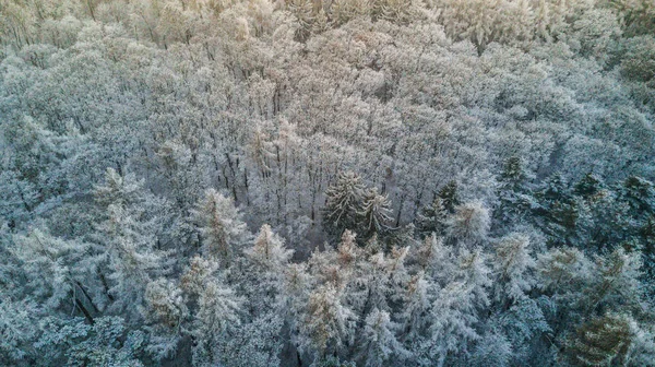 Foresta invernale innevata con vista a volo d'uccello — Foto Stock