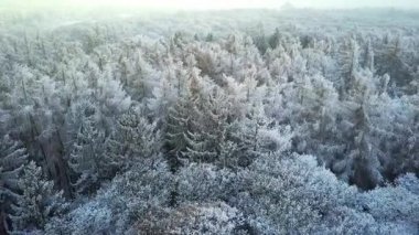 Kuş bakışı manzaralı karlı kış ormanı