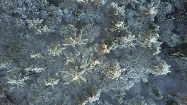 Floresta de inverno nevado com vista para os olhos dos pássaros — Vídeo de Stock