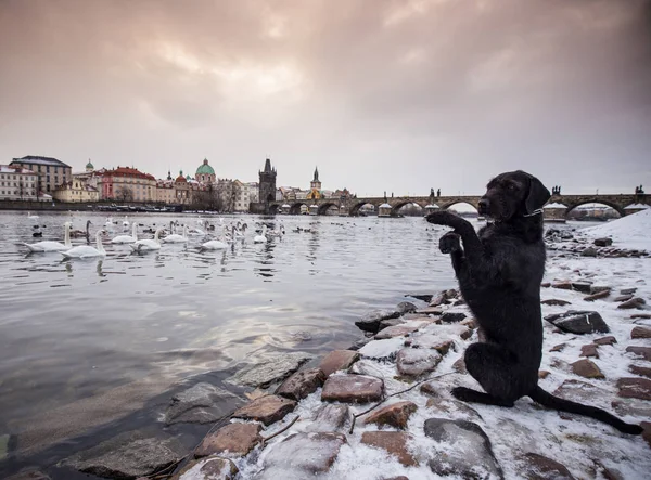 Černý pes pózuje na břehu řeky Vltavy v Praze. — Stock fotografie