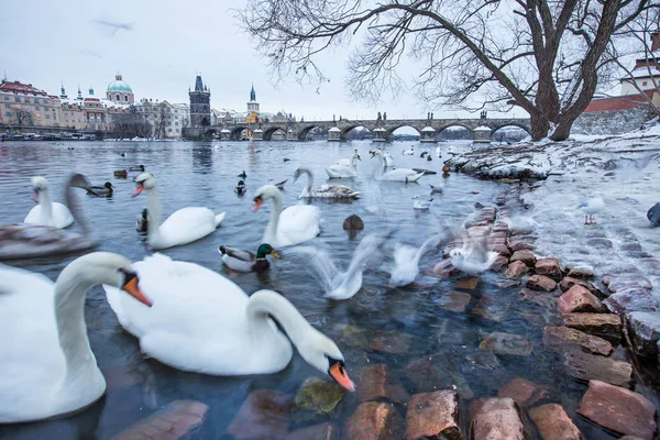 Labutě, kachny a rackové řeky Vltavy v zimě. — Stock fotografie