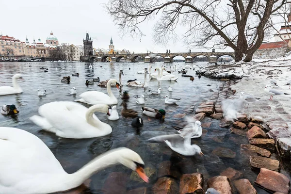 Cisnes, patos y gaviotas en el río Moldava durante el invierno . Imagen De Stock