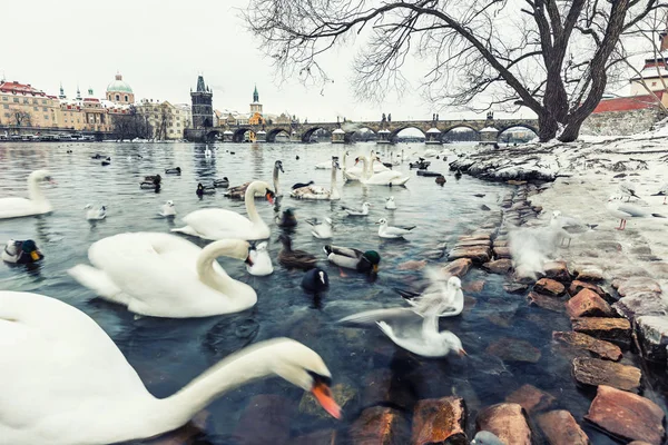 Cisnes, patos y gaviotas en el río Moldava durante el invierno . Imagen De Stock