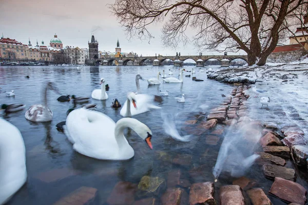 Cisnes, patos y gaviotas en el río Moldava durante el invierno . Fotos De Stock Sin Royalties Gratis
