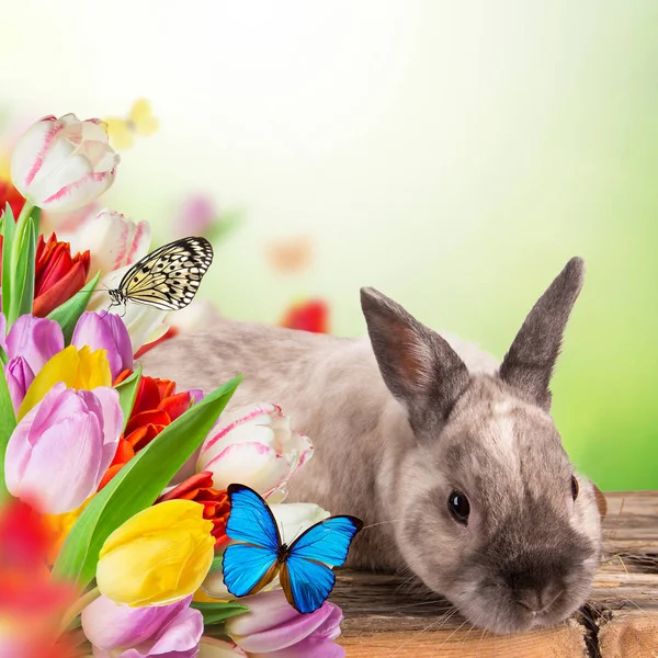 Easter bunny and Easter eggs on green grass — Stock Photo, Image